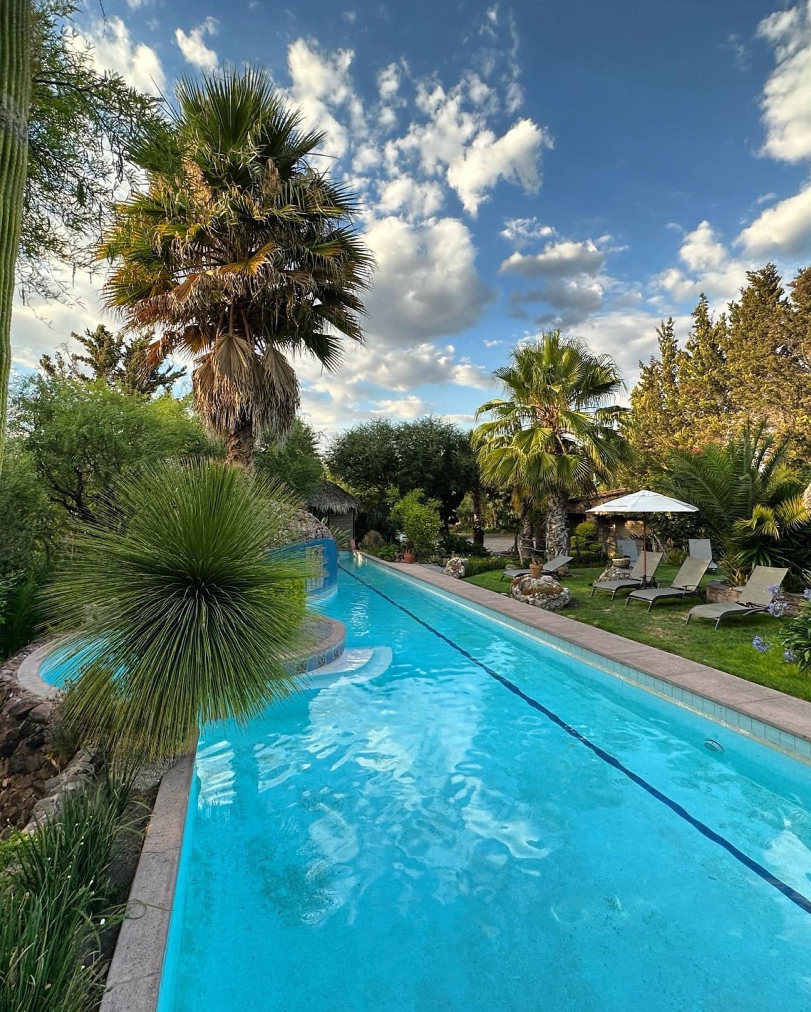 Pool among palm trees in San Miguel de Allende